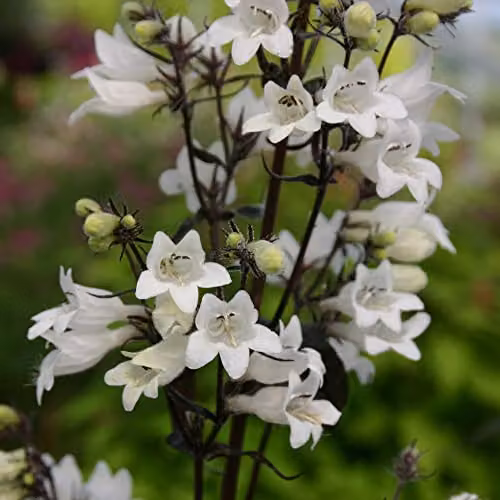 Thompson and Morgan Penstemon Digitalis Husker Red Kew Collection Hardy Perennial Flower Seeds, 35 Seeds