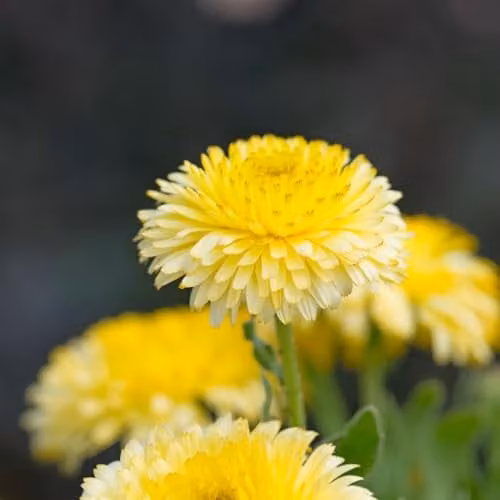 Thompson & Morgan Calendula officinalis Double Lemon Dwarf Hardy Annual Marigold Seeds, Edible Pale Lemon Blooms, 50 Seeds
