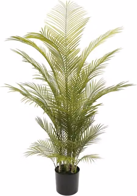 Botanica Areca Palm Potted Tabletop Plant in Green