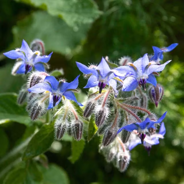 Marshalls Garden Blue Borage Bedding Plant