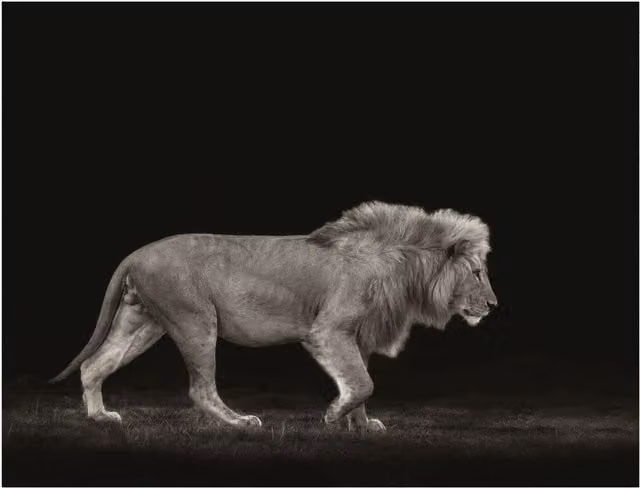 Mario Moreno Majestic Animal Print Paper Poster in Black