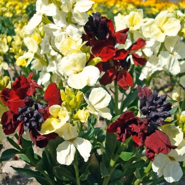 Unwins Rubies and Pearls Wallflower Flower Seeds, Multicolour (Red, Pink)