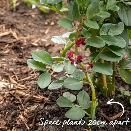Unwins Meteor Vroma Broad Bean Vegetable Seeds – 3