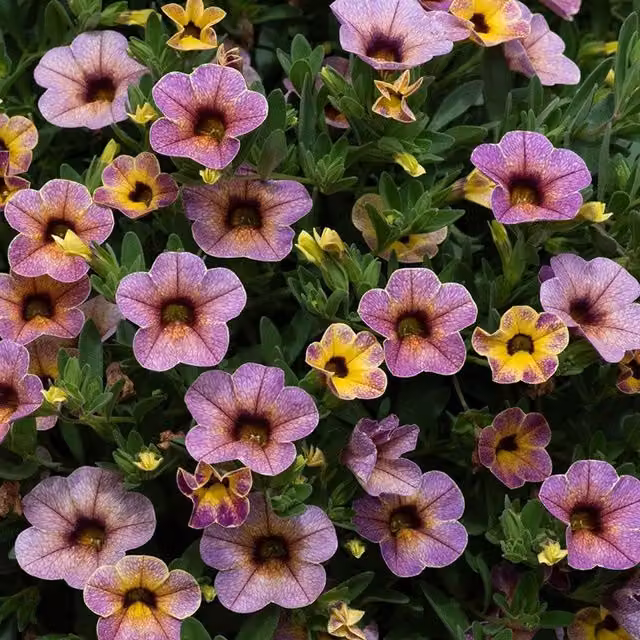 Plant Theory Set of 3 Pink and Multicolour Chameleon Blueberry Scone Petunia Calibrachoa Wescachablusc Ornamental Perennial Plants