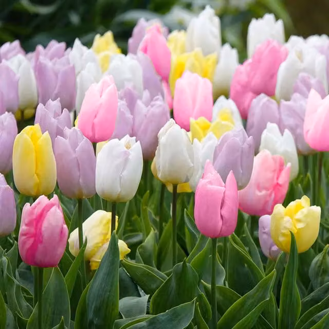 Plants By Post Pack of 30 Sugared Almond Bulbs in Pastel Mix (Pink, White and Multicolour)