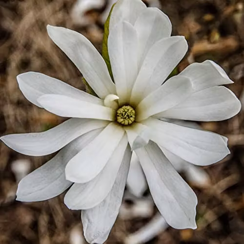 Thompson and Morgan Star Magnolia stellata Royal Star White Flowering Ornamental Shrub, 3.5 Litre Potted Plant