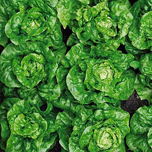 Thompson and Morgan Lettuce Tom Thumb Seeds, Butterhead Lactuca Sativa, 1000 Seeds – 1