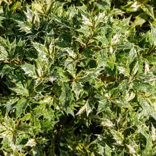 Thompson & Morgan Osmanthus heterophyllus Goshiki Evergreen Variegated Ornamental Shrub in 3 Litre Pot