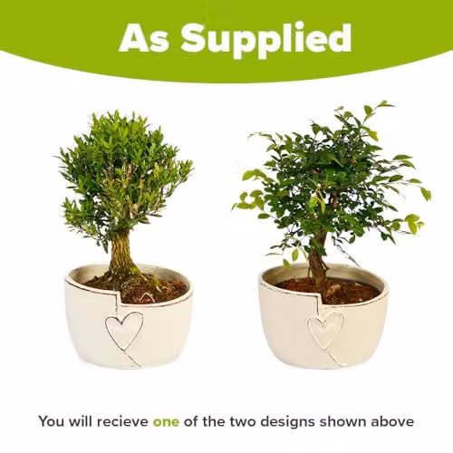 YouGarden Straight Trunk Bonsai Indoor Plant in a 15cm Green Ceramic Pot – 3