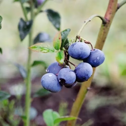 Thompson & Morgan Blueberry Bluecrop Hardy Mid-Season Variety, 2 x 9cm Potted Plants – 1
