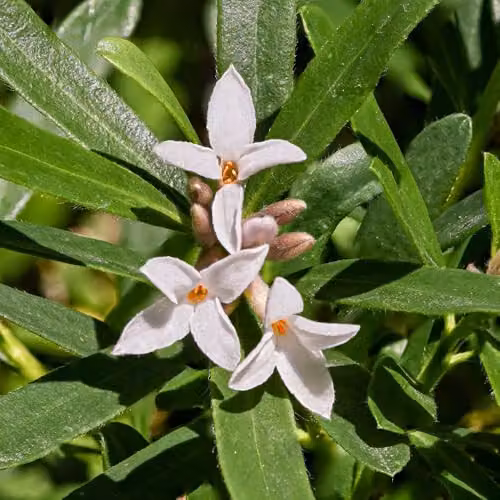 YouGarden Daphne Eternal Fragrance White Evergreen Spring Flowering Ornamental Shrub in 13cm Pot – 3