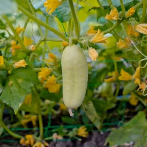 Thompson & Morgan White Wonder Heirloom Cucumber Seeds, 15 Seeds per Packet