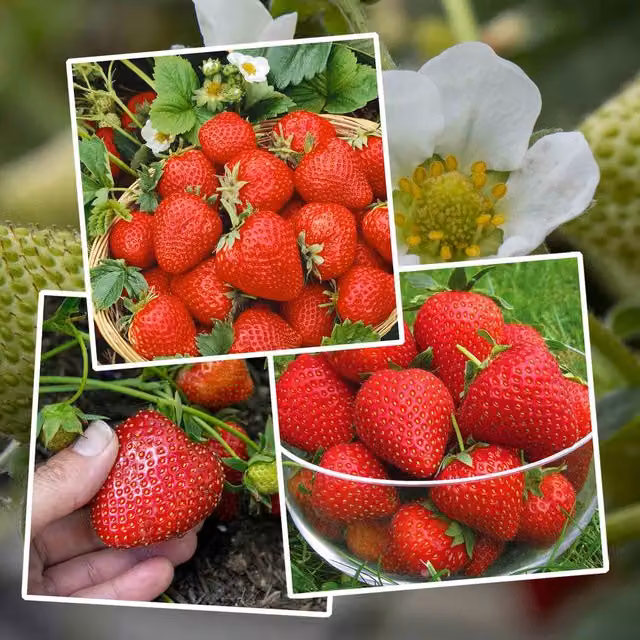 Marshalls Garden Red Strawberry Berry Bush for Summer and Autumn Fruit Production