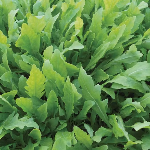 Unwins Wildfire Rocket Herb Seeds, Green, 150 g