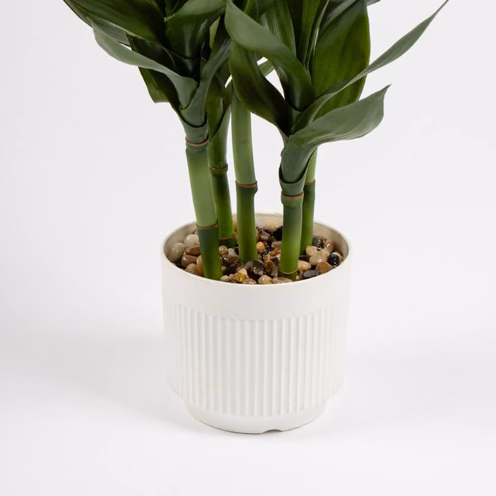 Scottish Everlastings Ltd Green Lucky Bamboo Plant in a White Plastic Pot, Height: 60 cm – 2