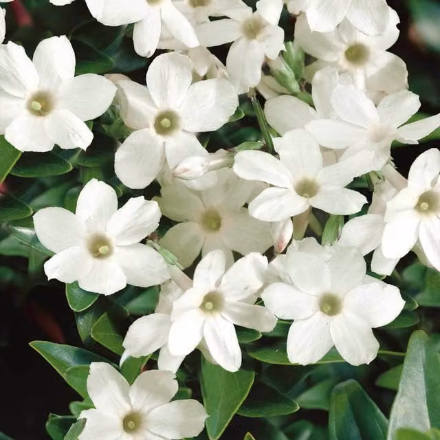 Marshalls Garden White Climbing Scented Jasmine (Jasminum officinale) Potted Plant