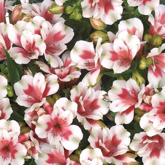 Marshalls Garden Alstroemeria Inticancha Collection Multicolour Bedding Plant Trio