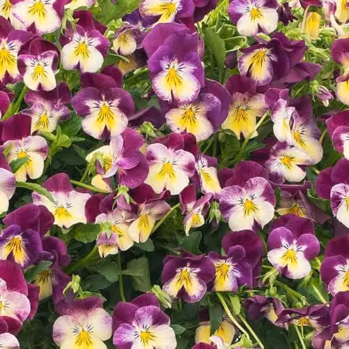 Plant Theory Pansy Cool Wave Raspberry Swirl Purple and Yellow Bedding Plant in 9cm Pot