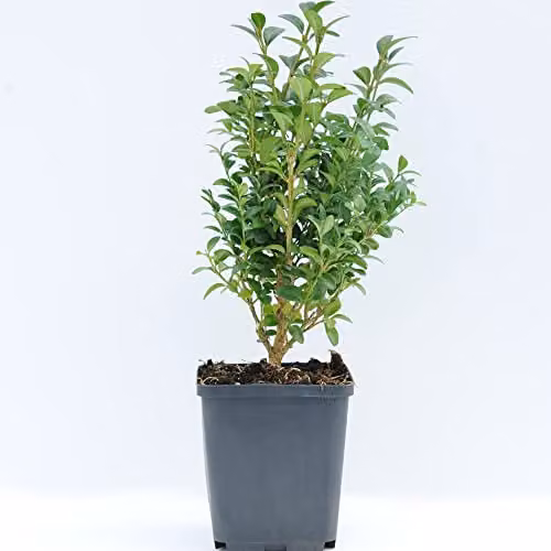 Thompson & Morgan Buxus Sempervirens Evergreen Shrub for Hedges and Topiary, Green, Pot Size: 25 x 9 cm – 3