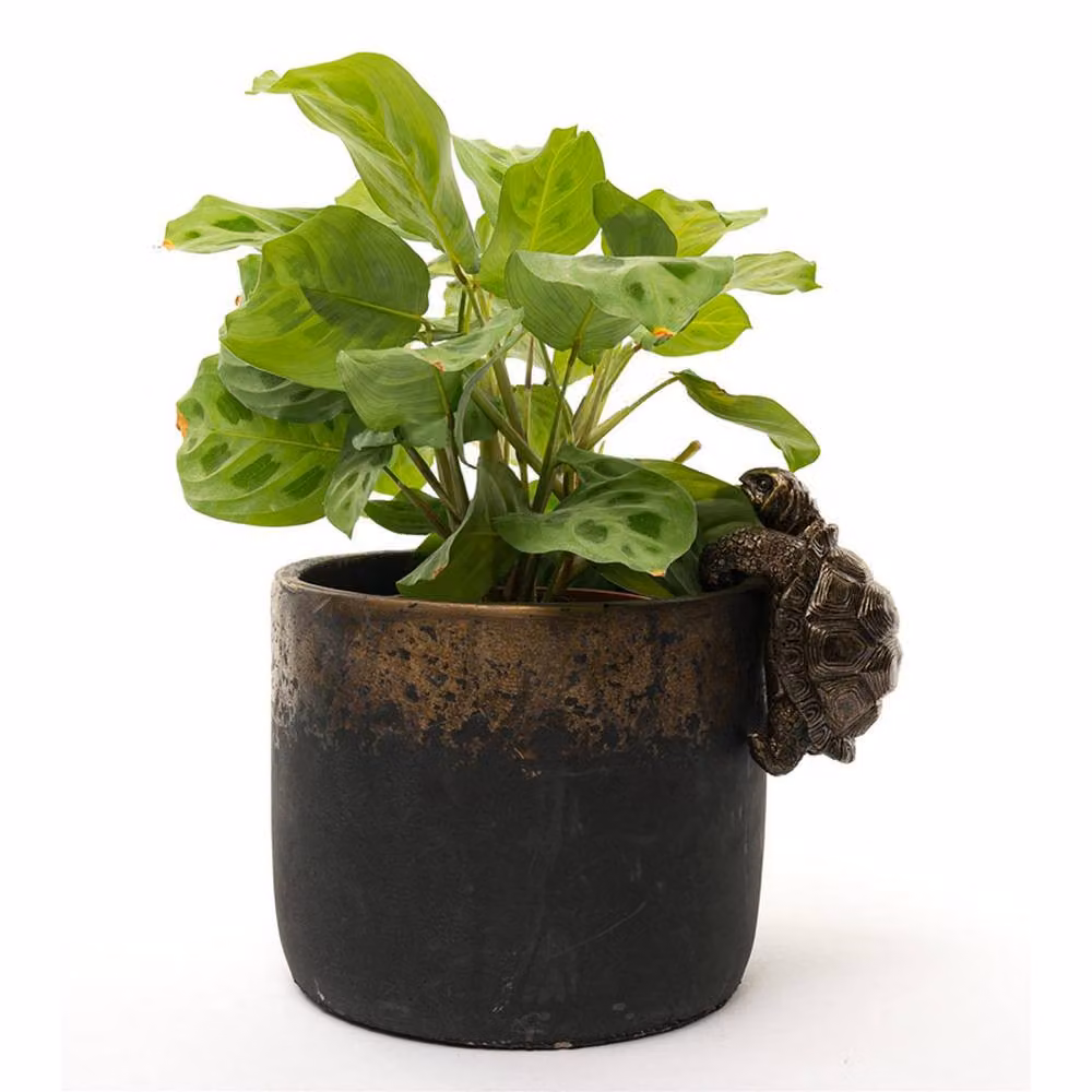 Jardinopia Tortoise Hanging Plant Pot Hanger, Bronze, W6 x D11 x H7.5 cm – 5