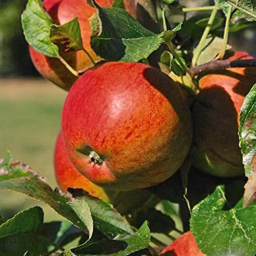 Thompson and Morgan Braeburn Apple Mini Patio Fruit Tree in a 5L Pot