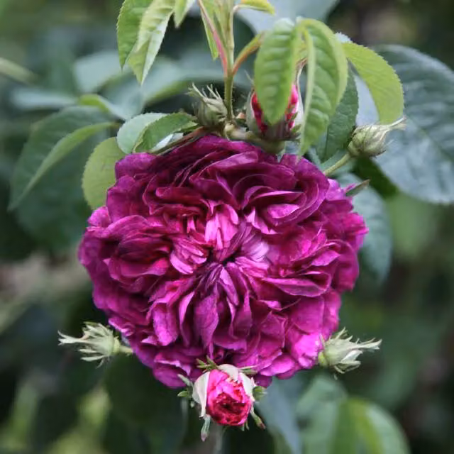 Plant Theory Charles de Mills Gallica Rose Shrub with Magenta Pink and Purple Flowers in a 4L Pot