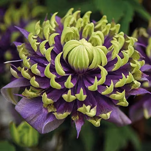 Thompson and Morgan Clematis Florida Taiga Hardy Climbing Shrub, Purple and Green, 3 x 11cm Pots – 1
