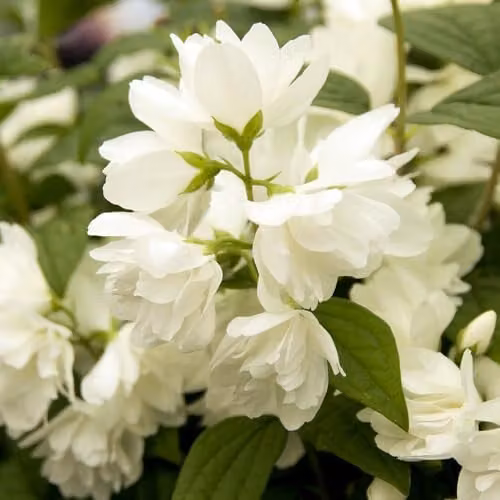YouGarden Philadelphus Snowbelle White Ornamental Shrub in a 2-3L Pot – 1