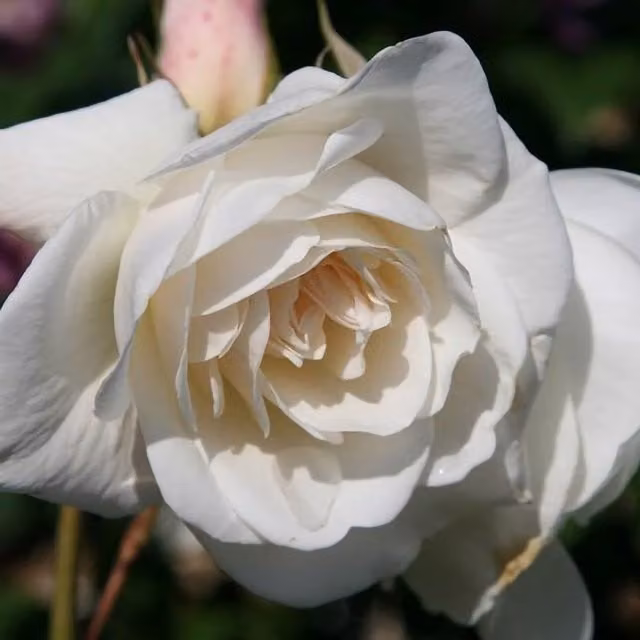Plant Theory Iceberg Korbin Floribunda Rose Bush, White, 4L Pot