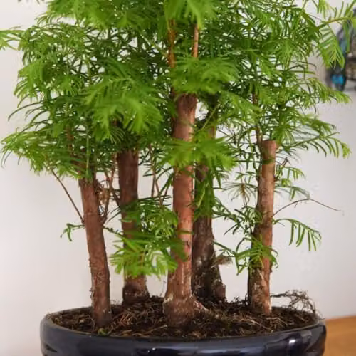 Thompson & Morgan Metasequoia Bonsai Ornamental Trees in Green Oval Ceramic Pots, 2 x 16cm Potted Plants – 2