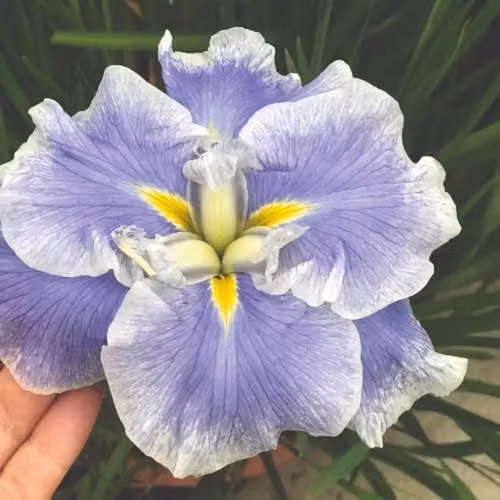 Thompson & Morgan Iris ensata Dinner Plate Ice Cream Purple Perennial in 9cm Pot