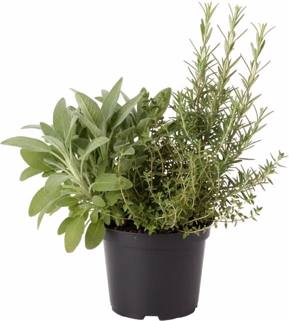 Plants By Post Winter Herb Collection of Sage, Thyme and Rosemary, 1L, Green and Silver-Green