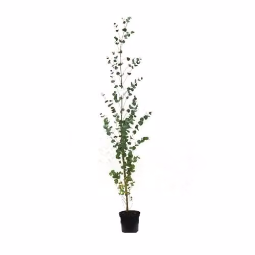 Thompson & Morgan Eucalyptus Gunnii Hardy Evergreen Shrub or Tree with Silvery Blue Foliage, 1.5 Litre Pot – 2