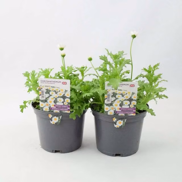 Plants by Post Hardy White and Yellow Chrysanthemum Mini Marguerite Perennial Garden Plants, 2 x 1L