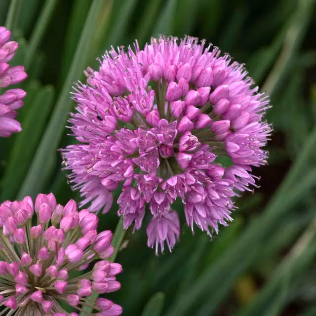 Marshalls Garden Purple and Pink Allium Serendipity Potted Bedding Plant