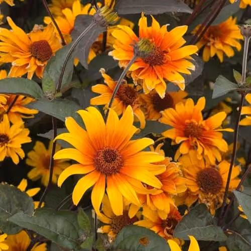 Thompson & Morgan Heliopsis Burning Hearts Seeds, Hardy Perennial False Sunflower with Yellow and Orange Flowers and Deep Purple Foliage, 8 Seeds per Packet