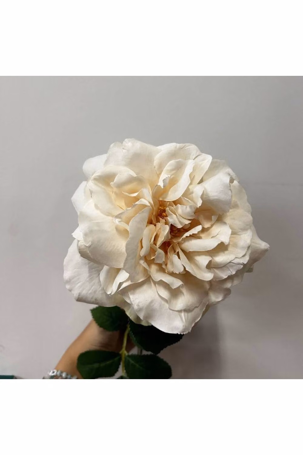 KDMD Balmoral Wild Cream Rose in White, Height: 65 cm – 2