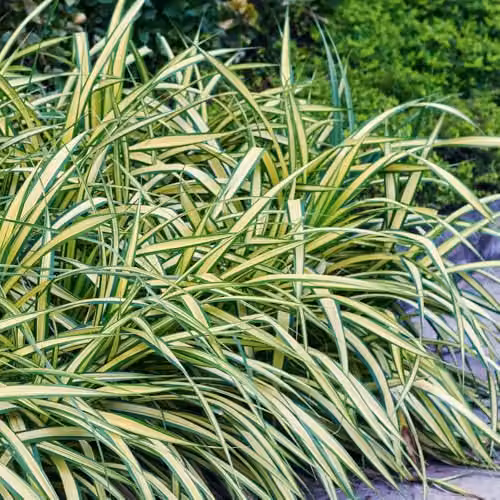 YouGarden Carex Evergold Ornamental Grasses, 3 x 9cm Pots, Variegated Yellow and Green Perennials – 2