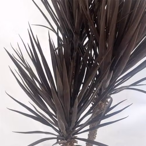 Leaf Design UK Artificial Yukka Tree, Dark Red Brown and Dark Brown, Height: 155 cm – 2