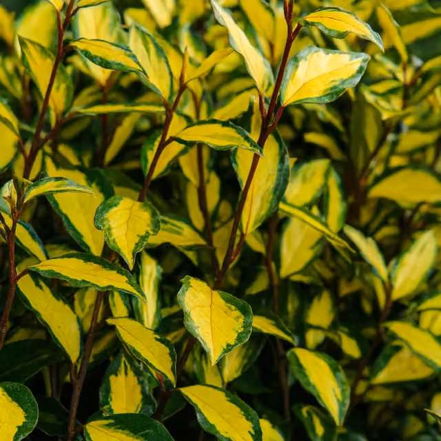 The Rose Press Garden Elaeagnus Ebbingei Maryline Gold Variegated Gold and Green Hedge Plant
