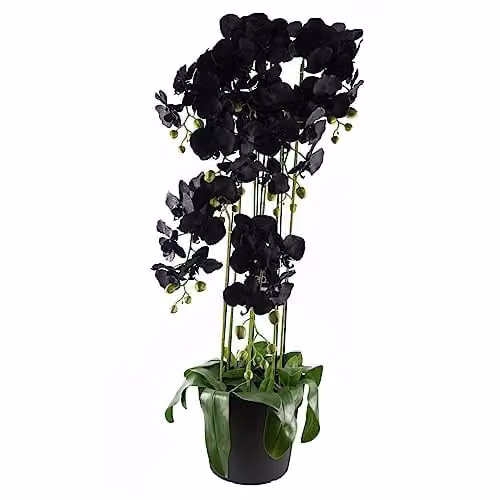 Leaf Design UK Realistic Artificial Black Orchid Plant with 41 Real Touch Flowers in Green Pot, Height: 110 cm
