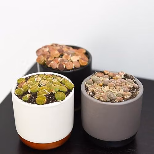 Thompson and Morgan Exotic Lithops Species Mix of Multicolour Succulent Houseplants in 8.5cm Pots – 2