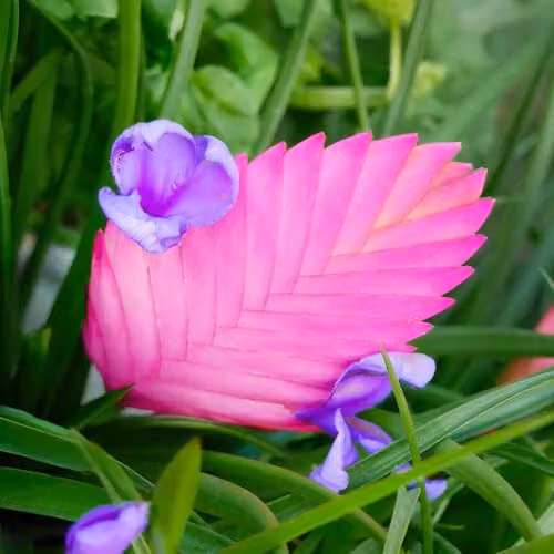 YouGarden Tillandsia Cyanea Pink Quill Flowering Tropical Indoor Houseplant, 9cm Pot – 3