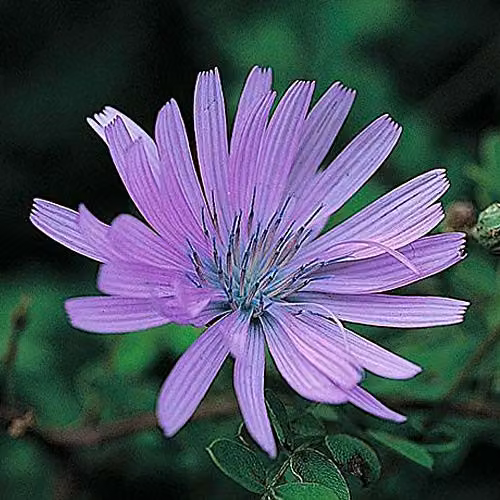 Thompson and Morgan Electric Blue Chicory Cichorium intybus Hardy Perennial Flower Seeds, 300 Seeds – 2