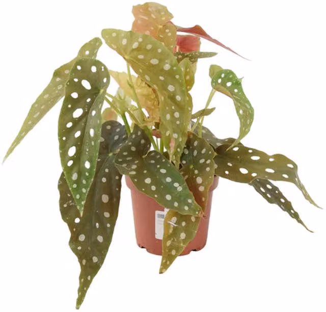 Plants by Post Begonia Maculata Polka Dot Indoor Plant in 12cm Pot