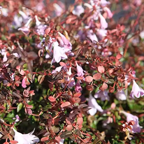 Thompson & Morgan Abelia Pinky Bells Ornamental Semi-Evergreen Hardy Shrub with Pink Blooms, 2 x 3-Litre Pots – 2