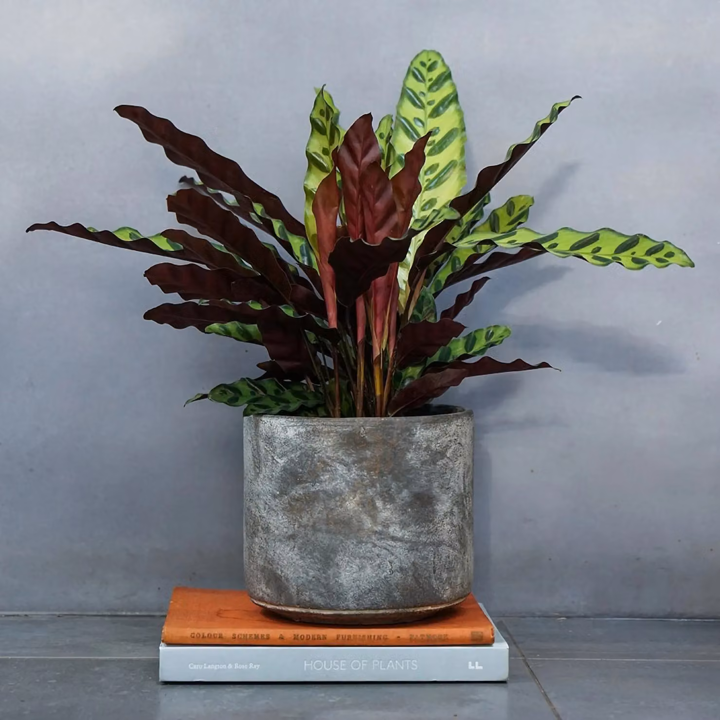 Primrose Calathea Insignis Goeppertia Lancifolia Indoor Plant in a Green and Purple Concrete Pot, Height: 50 cm, Pot Diameter: 14 cm – 2