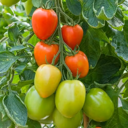Thompson & Morgan Tomato Sahel F1 Roma Variety Vegetable Seeds, Red, 1 Packet