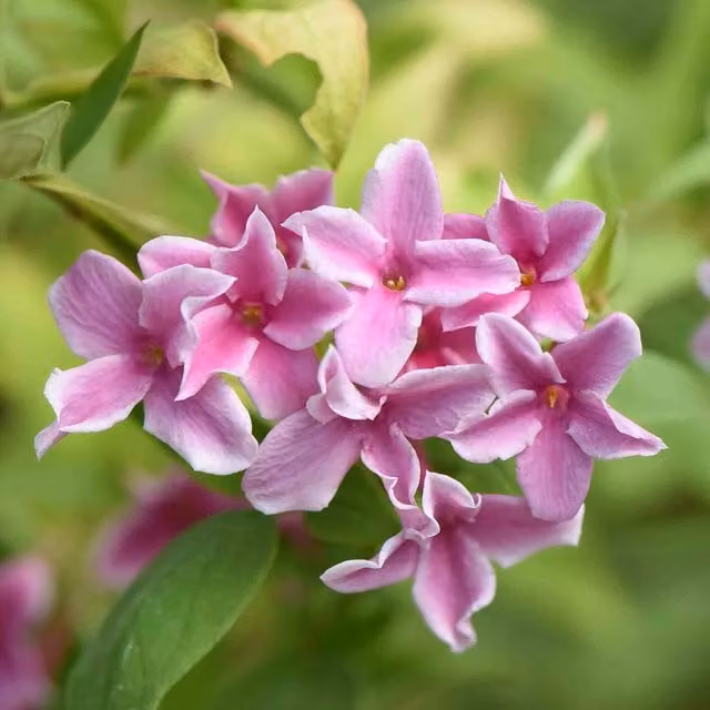 Marshalls Garden Jasminum Starry Starry Summer Scent Fragrant Bicolour Climbing Jasmine Perennial Climber in White and Pink