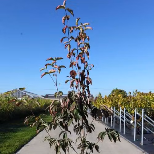 Thompson & Morgan Cornus Kousa Stellar Pink Dogwood Ornamental Tree, 15 Litre Pot